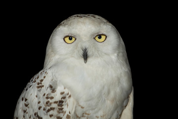 young male snowy owl (Bubo scandiacus) on black background