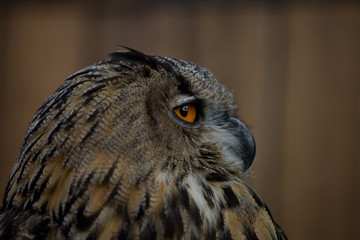 portrait of adult female eagle owl (Bubo bubo) closeup