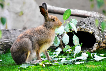 Che bel coniglietto! - Mr. Rabbit nella verde natura