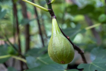 Feige (Ficus carica) am Baum