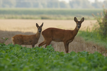 roe deer with calf, doe with fawn