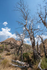 Obraz premium group of dead trees next to the Mecina river (Spain)