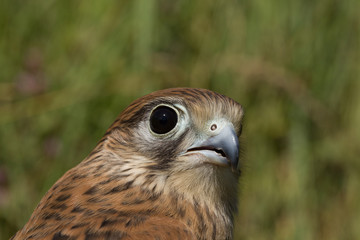 portrait of a young Kestrel Falcon (Falco tinnunculus) closeup