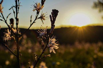Close up of Drimia along the sunset