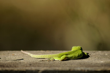 Green Lizard Resting