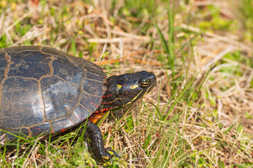 Head Deatails of an Eastern Painted Turtle