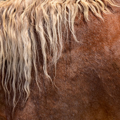 Horse Hair and Fur Texture Background