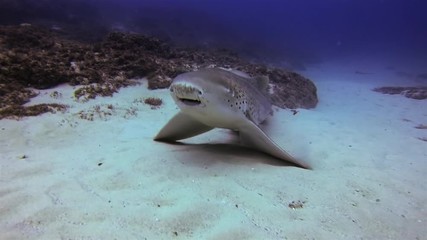 Leopard Shark Or Zebra Shark Close Up. Happy, Cute, Smiling, Carpet Shark Rising Up On Fins & Smile On Face. Beautiful,Calm, Gentle & Peaceful Bottom Dwelling Shark Marine Life On Sand Reef & Blue Sea