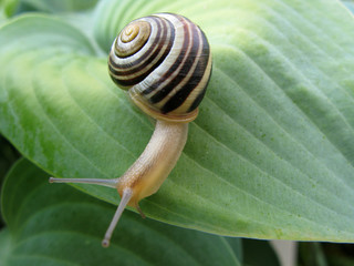 Snail On Hosta 