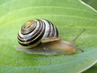 Snail On Hosta 