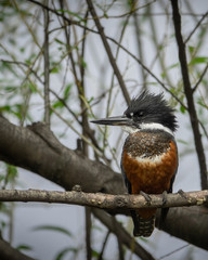 Kingfisher bird posing in profile on a tree branch. Vertical photography