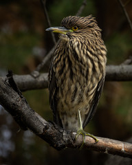 witch heron posing on a tree branch. Vertical photography