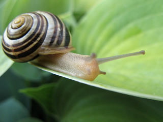 Snail On Hosta 