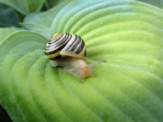 Snail On Hosta 