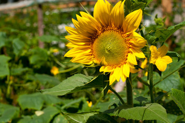 bright sunflowers on a large field on a sunny day