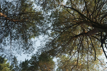 pine trees against blue sky