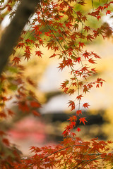 autumn leaves on tree