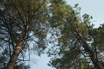 pine trees against blue sky
