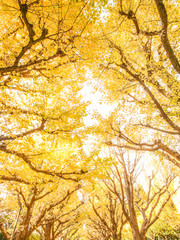 autumn leaves background