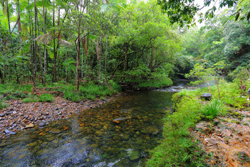 River in tropical rainforest