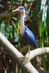 Great blue heron