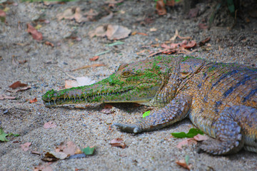 Freshwater crocodile with moss grown over skin