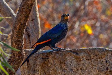 Red winged starling, Matopos, Zimbabwe