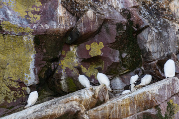 Common Murre Colony in Witless Bay Ecological Reserve