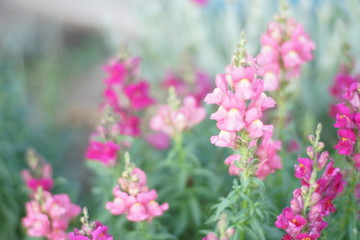 magenta pink snapdragon flowers grow in the garden