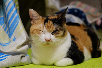 三毛猫Forever