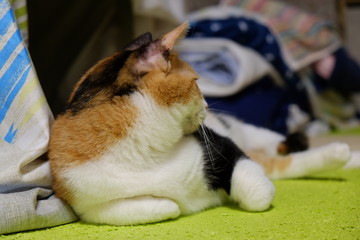 三毛猫Forever