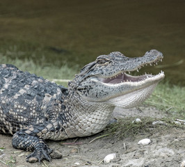 Young alligator near a pond