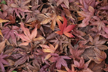autumn leaves