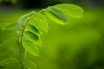 Closeup of green leaves with blurred green background for nature & environment conservation concept