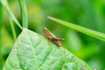 grasshopper on a leaf
