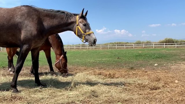 Two Horses grazing on a meadow in sunny day. Holsteiner breed Horse is walking and eating green grass in a field on blue sky background. European Country landscape. Concept of human-nature relations.