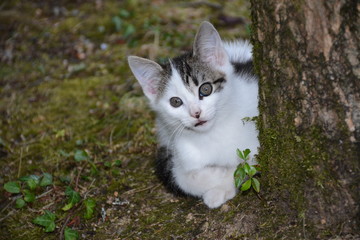 Chaton - Jeux et découverte de son milieu