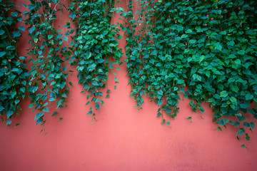 Green leaves on the pink wall
