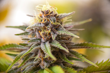 Cannabis flower (purple queen hybrid strain) growing indoor