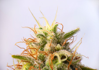 Cannabis flower (white critical strain) with visible trichomes