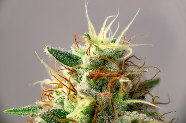 Cannabis flower (white critical strain) with visible trichomes - 287110164