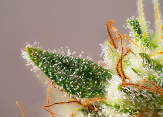 Cannabis flower (white critical strain) with visible trichomes