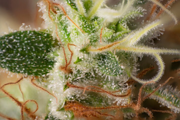 Cannabis flower (white critical strain) with visible trichomes
