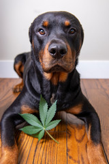 Cannabis leaf and rottweiler dog isolated - marijuana for pets concept