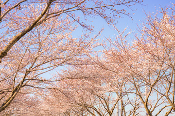 満開の桜と晴天の青空（調布飛行場）