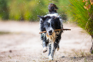 Border Collie dog runs with a stick over sand