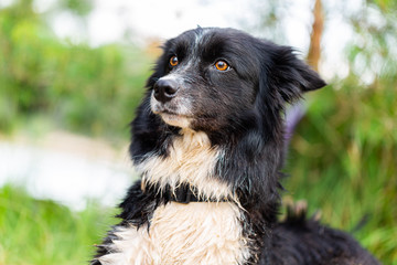 Fototapeta premium Portrait of a Border Collie dog in nature