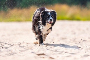 Portait of a running Border Collie dog