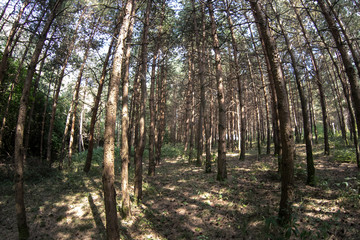 Bark of Pine Tree close up. Beautiful pine forest at summer time.