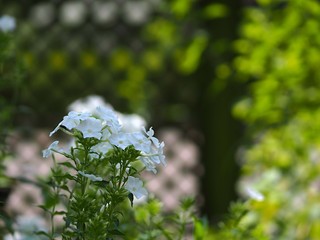 白いオイランソウの花